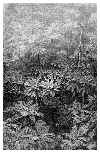 シダの木ガリー、オーストラリア、1886 作： Unbekannt
