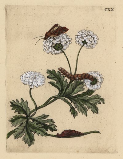 ナツシロギク、Tanacetum parthenium、蛾、芋虫、サナギと一緒に、CXX 作： Unbekannt