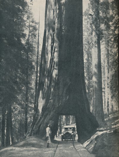 史上最大の生物の優れた標本、c1935 作： Unbekannt