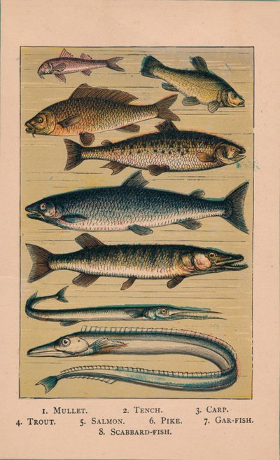 魚、1907、1907 作： Unbekannt