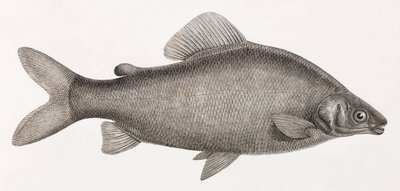 魚です。Le Characin Nefasch 作： Unbekannt