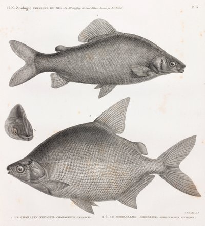 フィッシュ。Le Characin Nefasch & Le Serrasalme Citharine 作： Unbekannt