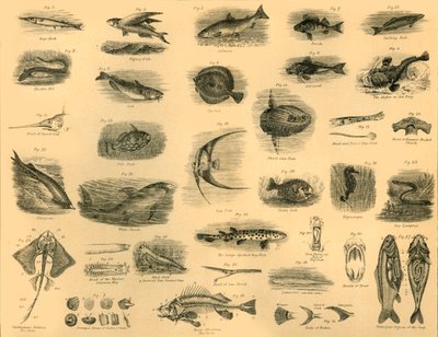 魚、c1910。 作： Unbekannt