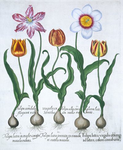 5 つのチューリップ、1613 年 作： Unbekannt