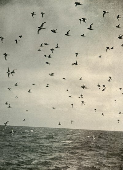 南極のミズナギドリの飛行、1908年、1909年。 作： Unbekannt