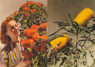 開花ガムとバンクシア、c1947。 作： Unbekannt
