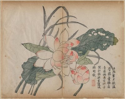 開花蓮とつぼみ、18世紀。 作： Unbekannt