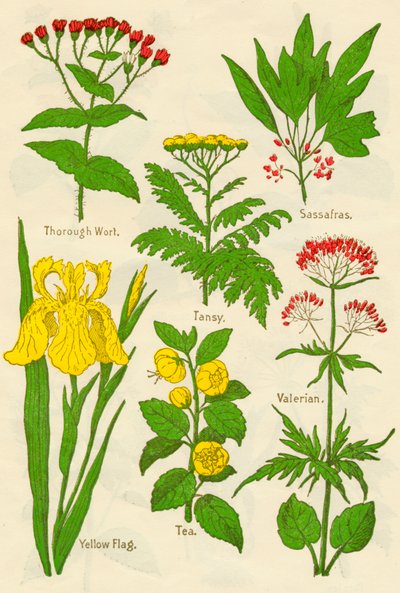 花：麦汁、タンジー、サッサフラス、バレリアン、黄旗、茶、バレリアン、c1940 作： Unbekannt