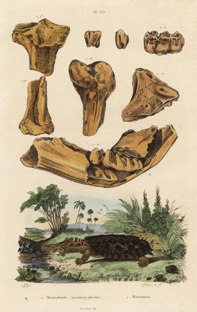 絶滅したアメリカのマストドン（Mammut americanum）の化石骨1と、マタマタ（Chelus fimbriata）の化石骨2。 作： Unbekannt