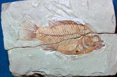 魚の化石 作： Unbekannt