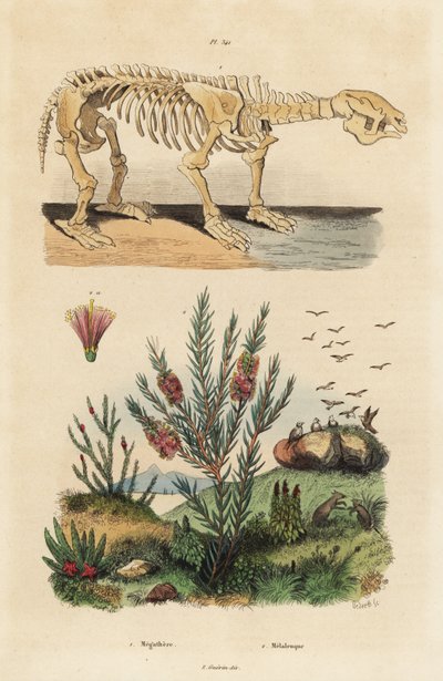 絶滅したジャイアント・グランド・ナマケモノ（Megatherium americanum）の化石骨格とティーツリーまたはハニーマートル・ブッシュ（Melaleuca species）。 作： Unbekannt