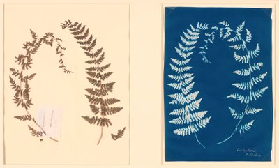 ハットン・ファーン・アルバムより、c. 1850年。 作： Unbekannt