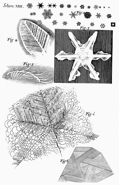 イギリスの顕微鏡学者ロバートフックが閲覧した冷凍素材、1665年 作： Unbekannt