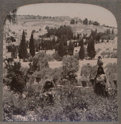 ゲッセマネの園とギリシャ庭園のオリーブ山c1900 作： Unbekannt
