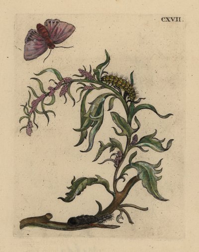 ガーデンオラチェ（Atriplex hortensis）と蛾、芋虫、サナギ 作： Unbekannt