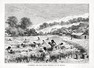 1877年、ボリビアでコカ植物Erythroxylum cocaを収集 作： Unbekannt
