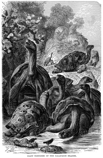 1894年にダーウィンで観測されたガラパゴス諸島のゾウガメ 作： Unbekannt