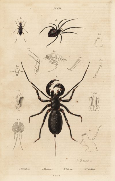 オオムチサソリ（Mastigoproctus giganteus）、カブトムシ（Theratus species）、コガネグモ（Theridion species）。 作： Unbekannt