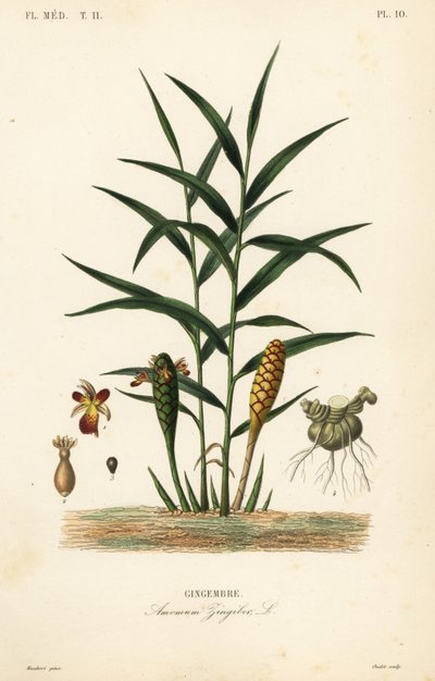 ショウガまたはショウガ根、Zingiber officinale、Amomum zingiber、Gingembre 作： Unbekannt
