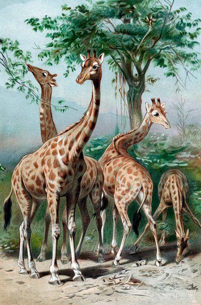 キリンの閲覧、c1885 作： Unbekannt