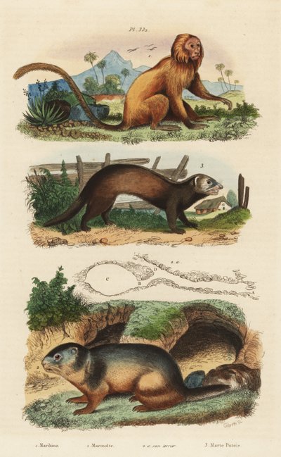 ゴールデンライオンタマリン（Leontopithecus rosalia）、絶滅危惧種1、アルパインマーモット（Marmota marmota）2と巣穴、フェレットまたはポールキャット（Mustela putorius）3 作： Unbekannt