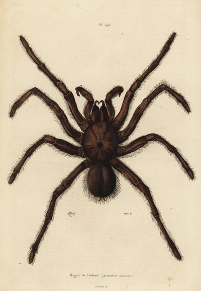 ゴライアス バーディエイト スパイダー、Theraphosa blondi 作： Unbekannt