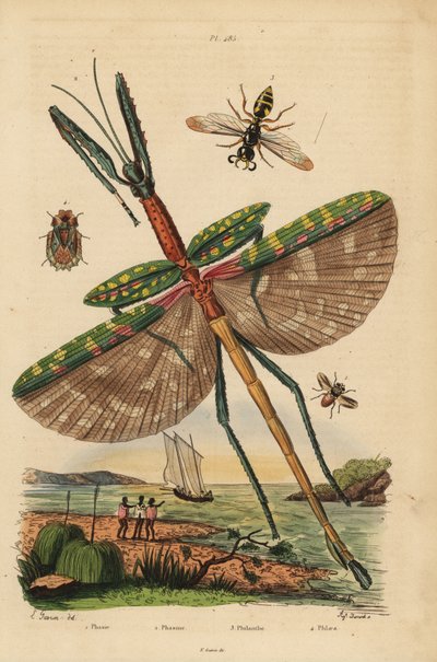 Goliath stick insect, Eurycnema goliath, fly, Phasia species, bee-killer wasp, Philanthus triangulum, bark bug, Phloea corticata 作： Unbekannt