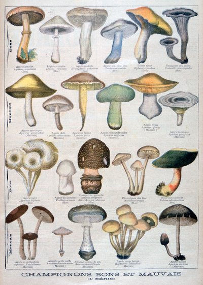 良いキノコと悪いキノコ、1896年 作： Unbekannt