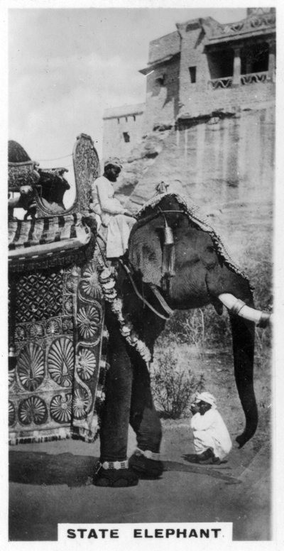 州の衣装を着た政府の象、南インド、c1925 作： Unbekannt