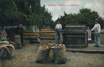 カリフォルニア、1910年代のクルミの格付け。 作： Unbekannt