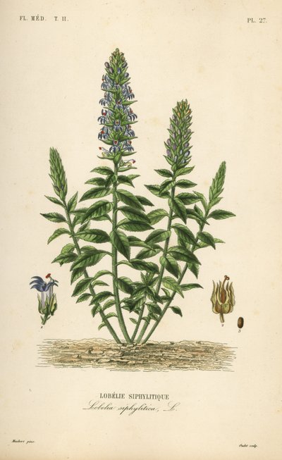 グレートブルーロベリア、Lobelia siphilitica、Lobelia siphylitica、Lobelie siphylitique 作： Unbekannt