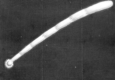 太陽に近づいて現れた1680キルヒの大彗星 作： Unbekannt