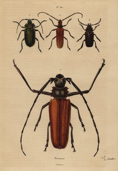 大長角型のカブトムシ、Enoplocerus armillatus 1、Aegosoma scabricorne 2、Pyrodes nitidus 3、Prionus desmaretii 4 作： Unbekannt