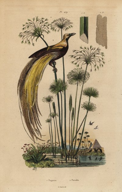 極楽鳥人（Paradisaea apoda）、パピルスグラス（Cyperus papyrus）。 作： Unbekannt