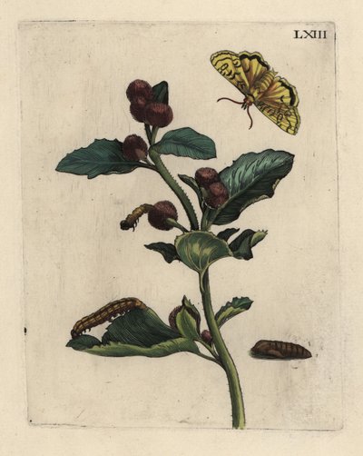蛾、イモムシ、サナギと一緒のゴボウ（Arctium lappa）の植物 LXIII 作： Unbekannt