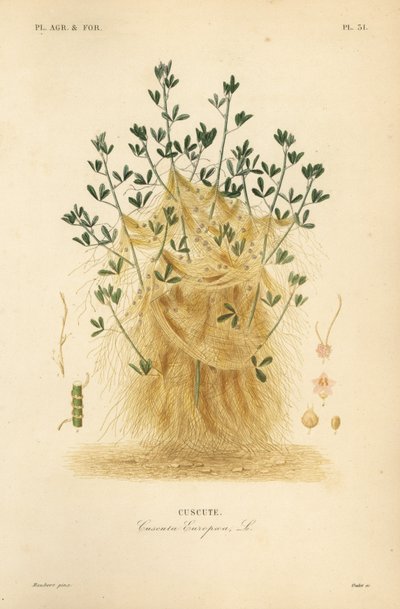 Greater dodder or European dodder, Cuscuta europaea, cuscute 作： Unbekannt