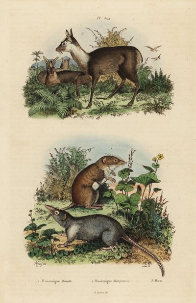 オオジネズミ（Crocidura russula）1、ハイイロジャコウネズミ（Suncus murinus）2、ダスキージャコウジカ（Moschus fuscus）、絶滅危惧種3 作： Unbekannt