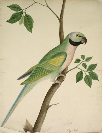 緑のオウム、c。 1820年。 作： Unbekannt