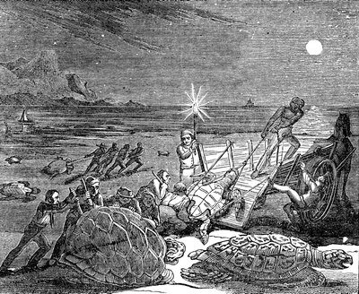 1832年にキューバの海岸で捕獲されたアオウミガメとアカウミガメ 作： Unbekannt