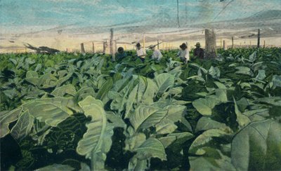 成長するタバコ、キューバ、1909 作： Unbekannt