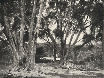 Gummibaume Ficus elastica、1926 作： Unbekannt