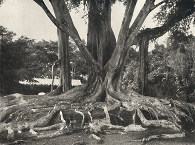 プレート14のようなゴムの木、板のルーツの部分図、1926 作： Unbekannt
