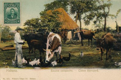 ハバナ。カントリーシーン-キューバのバーンヤード、c1910 作： Unbekannt