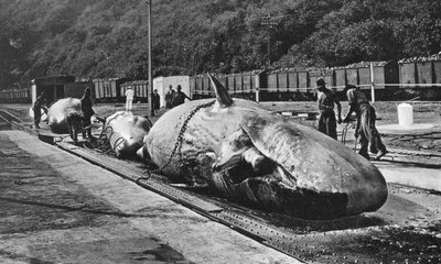 南アフリカ、ダーバンのブラフでのクジラの取り扱い 作： Unbekannt