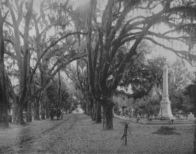 Live Oak、サバンナ、ジョージア州、1897年にコケをぶら下げ。 作： Unbekannt
