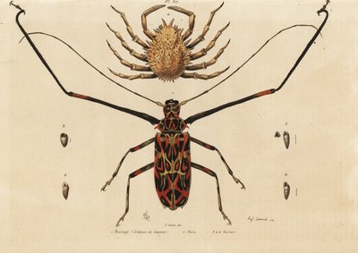 Harlequin beetle, Acrocinus longimanus 1, and European spider crab, Maja squinado 2, Macrope (harlequin de Cayenne), maia, maillots 作： Unbekannt