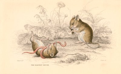旧世界のマウスMicromys minutusの収穫、1828年 作： Unbekannt