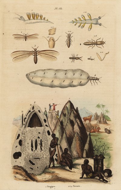 収穫シロアリと塚、Microhodotermes種、ウミウシ、Tergipes tergipes 作： Unbekannt