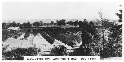 ホークスベリー農業大学、ニューサウスウェールズ州、オーストラリア、1928 作： Unbekannt