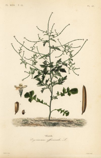ヘッジマスタード、Sisymbrium officinale、Erysimum officinale、Velar 作： Unbekannt